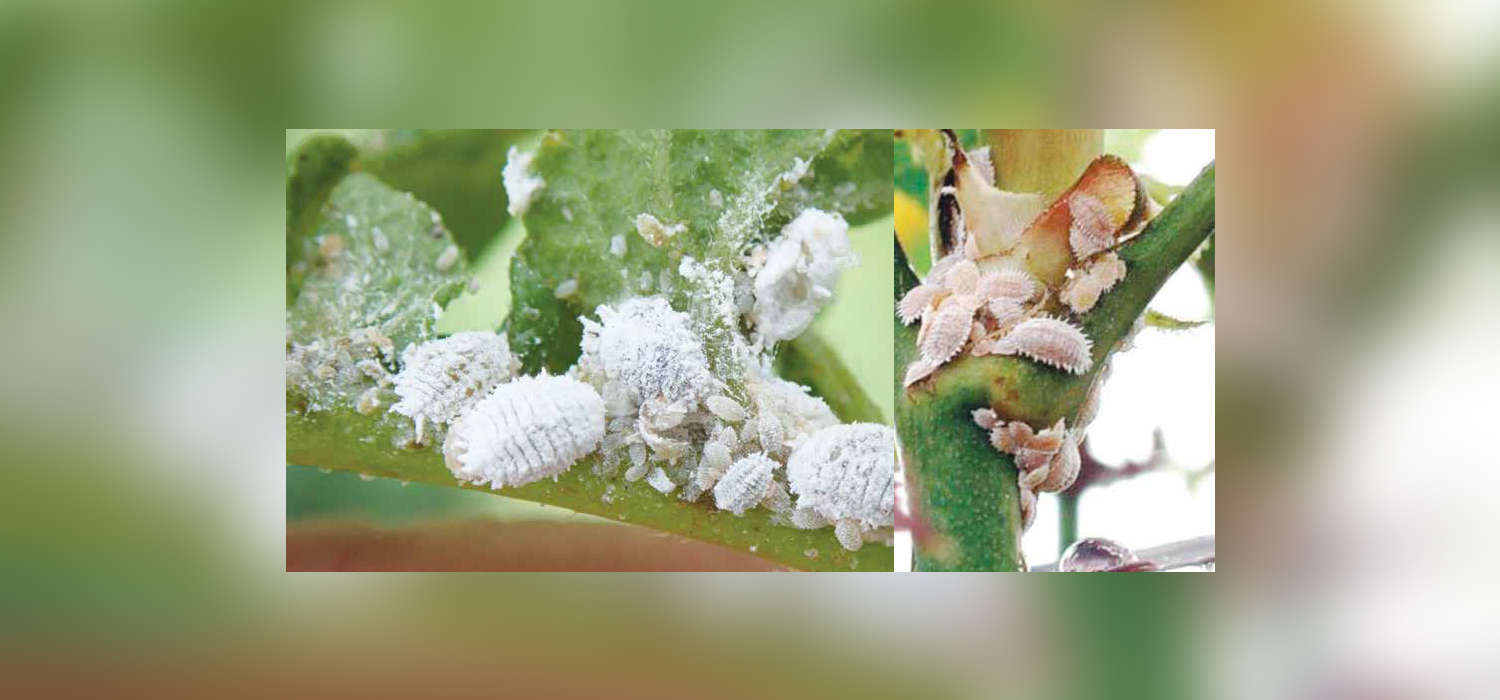 Tackling Mealybug Infestations for Optimal Cut Flower Cultivation