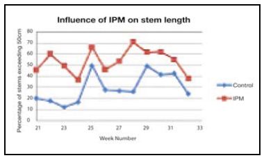 Figure 1. The influence of using IPM with a wide range of biological control agents when compared to a crop using a conventional pesticide programme on the number of stems greater than 50 cm in length. (Variety: Tropical Amazon).